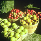Fresh Fall apples for our nearly famous Smoke House Fried Pies.