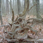 Get back to your roots along one of the many trails around Monteagle.