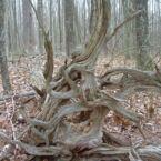 Get back to your roots along one of the many trails around Monteagle.