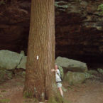 It's how big, typical trees in Savage Gulf, Beersheba, TN