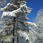 Monteagle Snow cozy getaway.