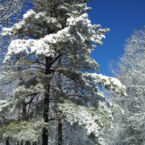 Monteagle Snow cozy getaway.