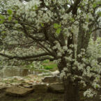 Spring time at the Smoke House Lake Pavillion.
