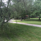 Weeping willow trees along the creek.
