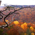 Welcome To Beautiful Monteagle Mountain.