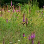 Wildflowers along the trail at the Welcome Center for South Cumberland State Park.
